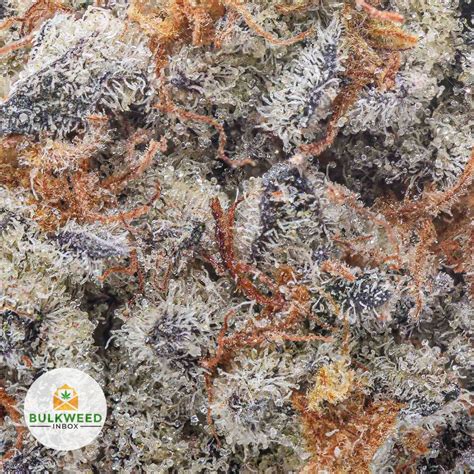 Alien Glue 的图像结果