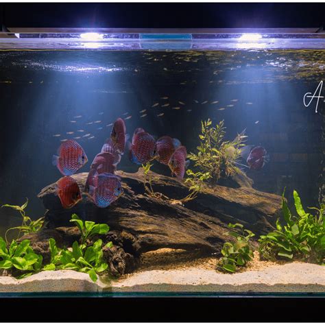 Free printable fish aquarium backgrounds, Download Free printable fish ...