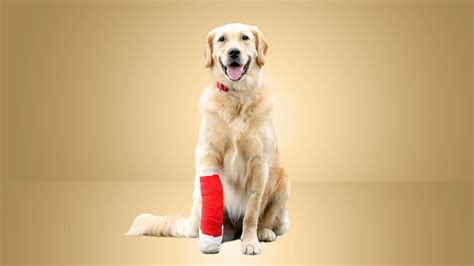 Best Emergency Pet Insurance of 2025