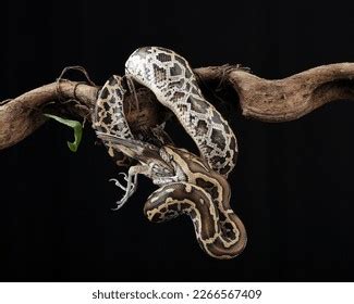 Image result for Python Eating