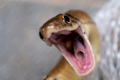 Snake Mouth Open Fangs