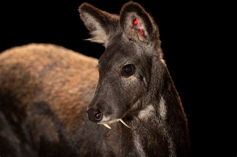 Federally Endangered Siberian Musk Deer (Moschus moschiferus moschiferus) - Joel Sartore