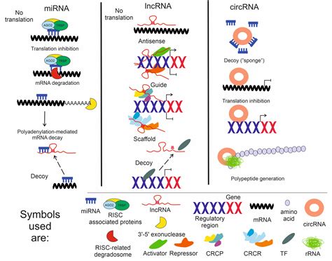 Non-Coding RNAs Regulating Mitochondrial Functions and the Oxidative ...