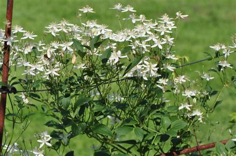 Clematis mandschurica | Botanical Garden - Natural History Museum ...
