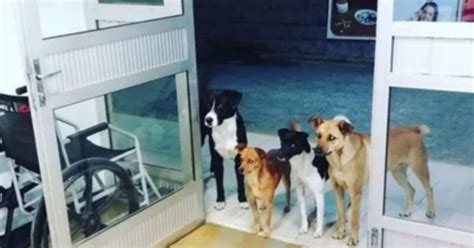 Homeless Man Gets Admitted To The Hospital & Guess Who Was Worried And ...