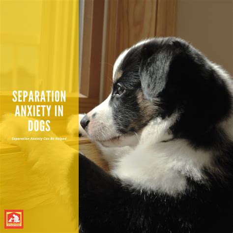 Image result for Dog Separation Anxiety Problem