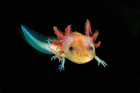 Top 999+ Axolotl Wallpaper Full HD, 4K Free to Use