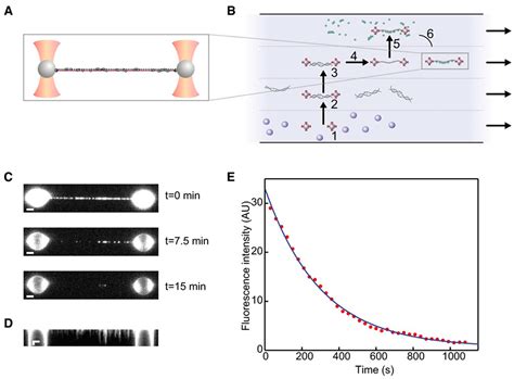 Bio-Molecular Applications of Recent Developments in Optical Tweezers