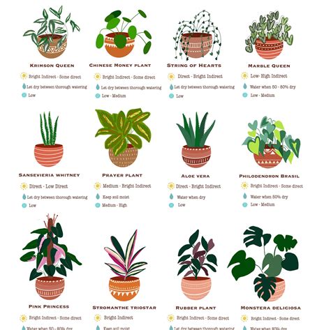 Types Of Household Plants The 42 Most Popular Houseplants For Your