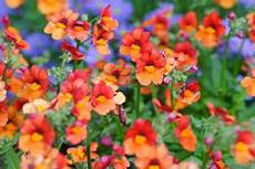 fiori profumati da giardino gardenia pianta molto esigente dai profumati fiori bianchi fiori profumati da giardino gardenia pianta molto esigente dai profumati fiori bianchi