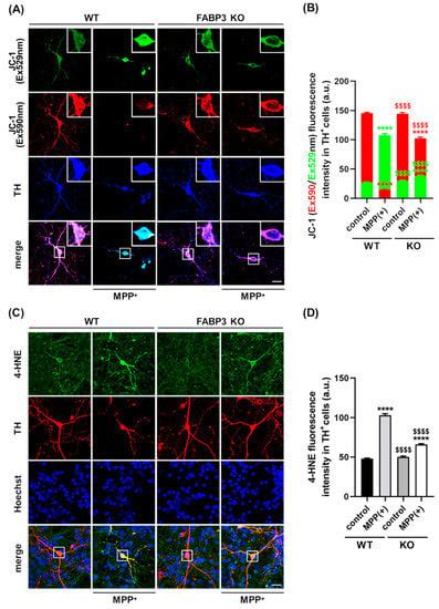 Fatty Acid-Binding Protein 3 is Critical for α-Synuclein Uptake and ...
