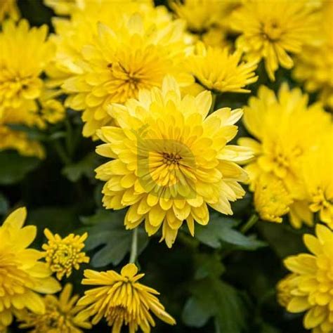 Chrysanthemum Yellow Shevanti Seeds – Bright Winter Blooms for Borders ...