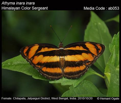 Athyma inara | Butterfly