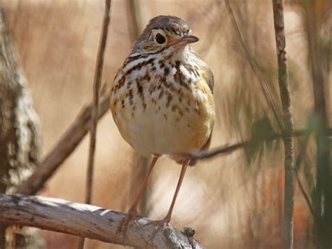 White-browed Antpitta - eBird