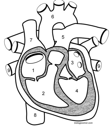 Cardiology 的图像结果