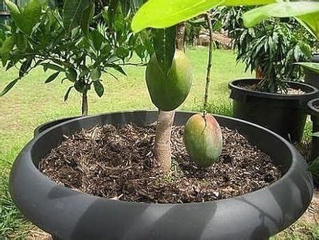Bonsai Live Plant Dwarf Mango Tree - 1 Live Plant Bearing Fruits in All ...