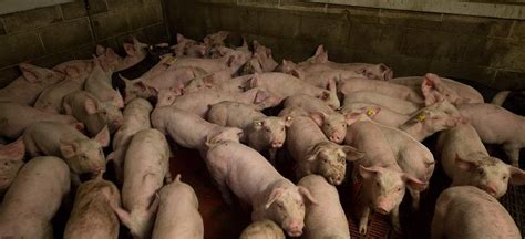 75% emerging infectious diseases zoonotic: UN Report