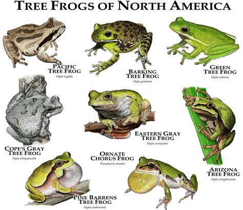 Image result for Types of Tree Frogs