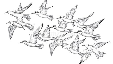 Flock of Birds Flying, Hand Drawn Illustration of Common Terns in ...