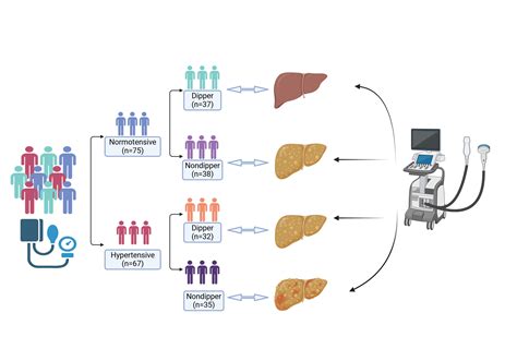 Blood Pressure Patterns and Hepatosteatosis: Cardiometabolic Risk ...