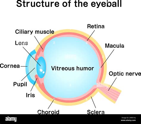 Eye muscle structure Cut Out Stock Images & Pictures - Alamy
