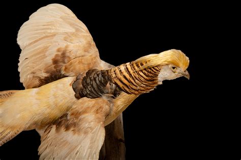 Yellow Golden Pheasant Wall Mounted Taxidermy Specimen For Sale at 1stDibs
