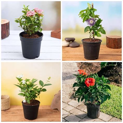 Buy Happy Holi Colorful Plants Pack online from Nurserylive at lowest ...