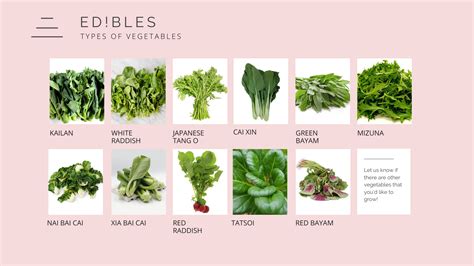 Types Of Vegetables