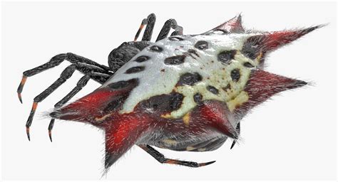 Spiny Orb Weaver Spider with Fur 3D | 3D Molier International