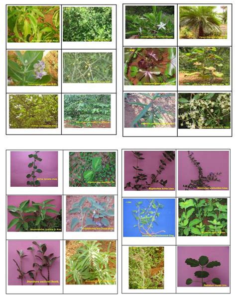 MKU-School Of Energy, Environment And Natural Resources