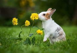 Image result for Rabbit That Makes with Flowers