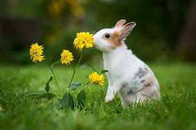 Image result for Male Rabbit with Flowers