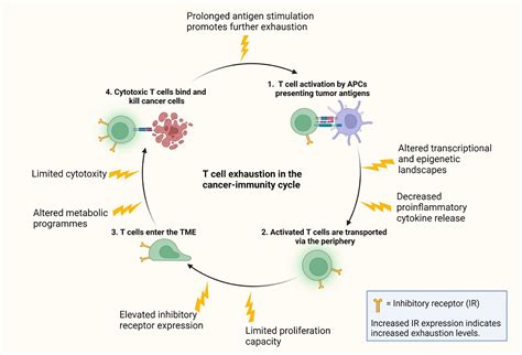 Frontiers | Exhausted T cells hijacking the cancer-immunity cycle: Assets and liabilities