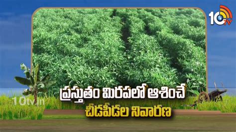 Prevention of Pests in chilli : ప్రస్తుతం మిరపలో ఆశించే చీడపీడల నివారణ ...