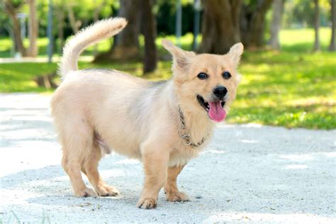 64 Cutest Corgi Mixes You'll Want to Adopt (With Pictures)