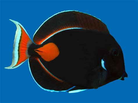 Image result for Fish Shell Scripting