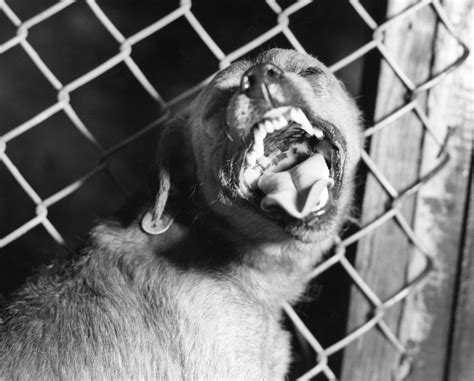 Rabies: What to know about how it spreads—and how to eradicate it ...