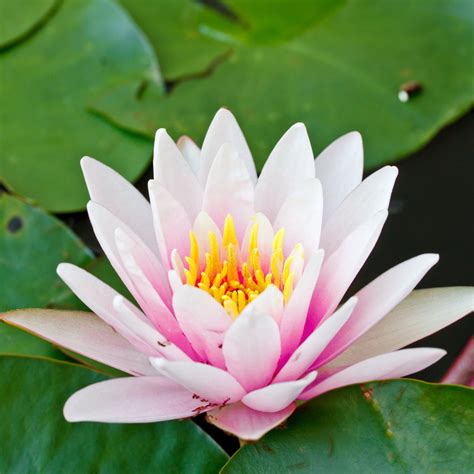 Rose Pink Lotus Seeds - Sacred Water Blooms for Ponds | AllThatGrows