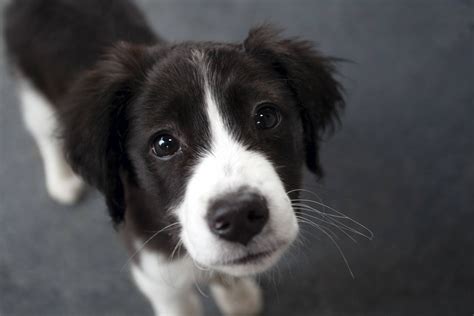 Download Border Collie Puppy With Heartwarming Eyes Wallpaper ...