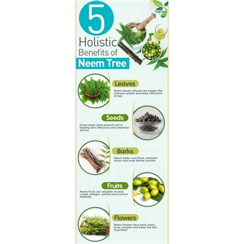 EasySeeds™ Azadirachta indica, Neem, nimtree or Indian lilac, Dogoyaro ...