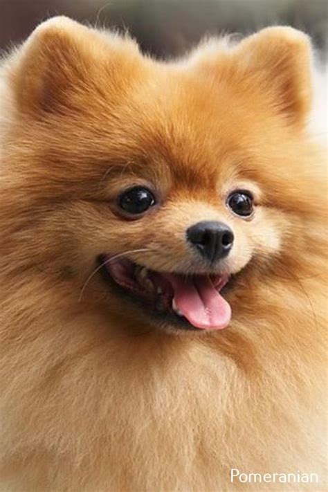 Why Are Pomeranians Called Pomeranians at Dylan Mcmahon blog