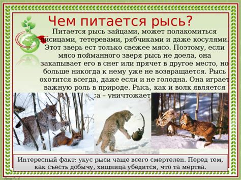 Презентация "Животные леса -РЫСЬ"