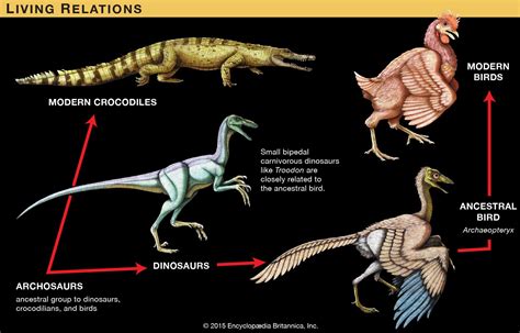 Archosaur | Characteristics & Phylogeny | Britannica