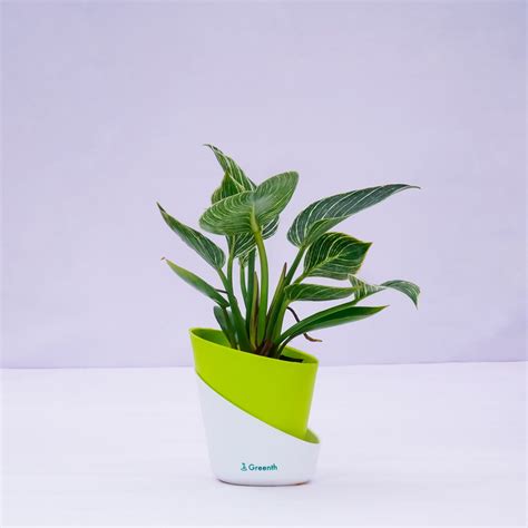 Philodendron Birkin Plant – Greenth