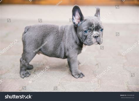 Grey French Bulldog Puppies