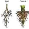 distinguish between tap root and fibrous root - Brainly.in