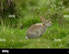Image result for Wild Rabbit Habitat Pictures