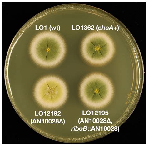 Identification of the chaA and fwA Spore Color Genes of Aspergillus ...