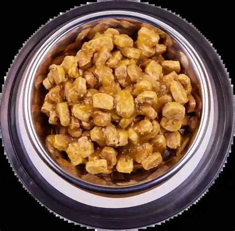 Pet Hospital and Care Centre in Jaipur | +91 94146 37375