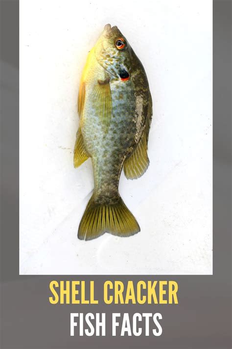 Image result for What Is a Shellcracker Fish